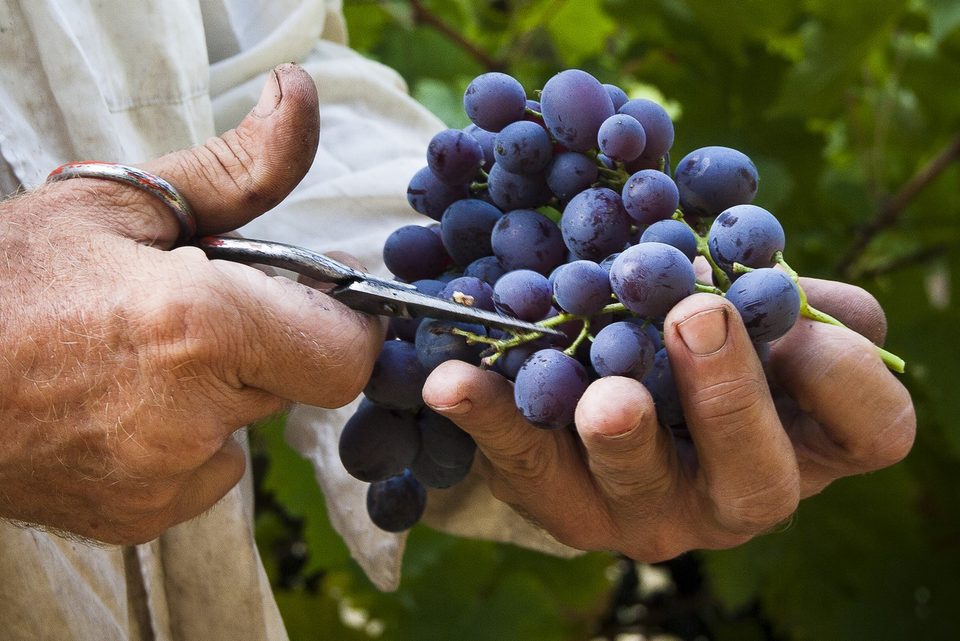 CUCURON - Sentier vigneron